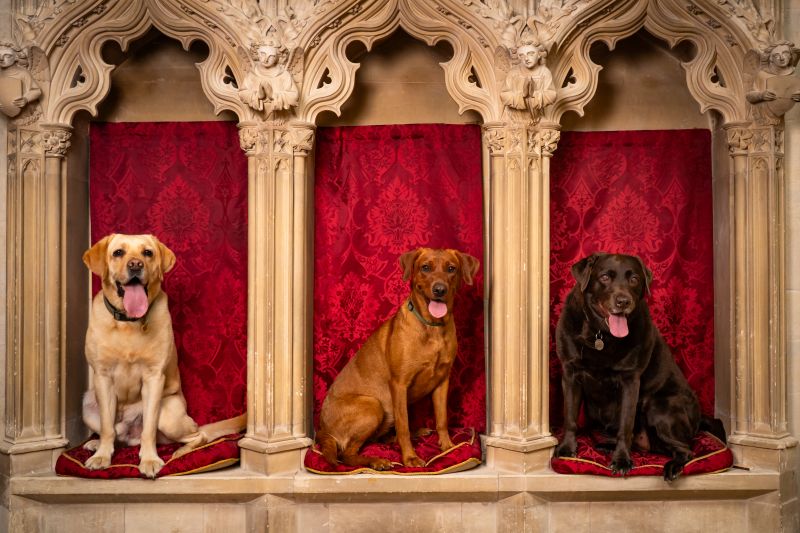 CATHEDRAL-DOGS-020626_©tomsoperphotography_20_small